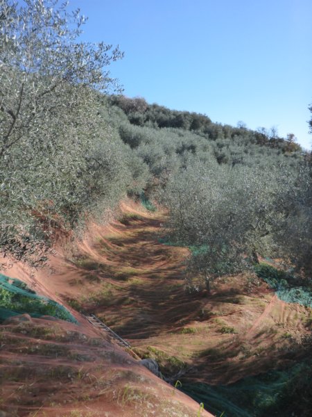 olivenanbau.jpg